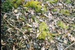 3_14_04moss3.jpg
