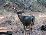 Big Blacktail.jpg