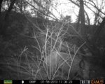 Trail Camera Jan. 19 010.jpg