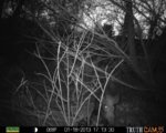 Trail Camera Jan. 19 030.jpg