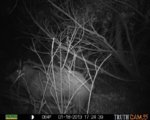 Trail Camera Jan. 19 039.jpg