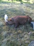 Jays Hog.jpg