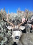 Idaho buck.jpg