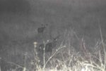 night deer #3.jpg