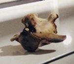 Borland bone photo.jpg
