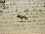 elk1.jpg