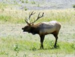 elk4.jpg