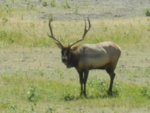 elk3.jpg