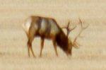 elk5.jpg