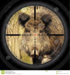 pig in scope.jpg