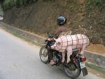 a.baa-pig-in-a-cage-on-motorbike.jpg