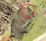 Screen Shot 2018-02-26 at 7.37.44 PM.jpg