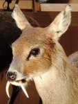 220px-Chinese_water_deer_Stuffed_specimen_2.jpg 220px-Chinese_water_deer_Stuffed_specimen_2.jpg