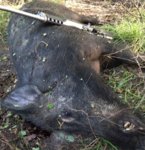 CurtisBoars10 (2).JPG