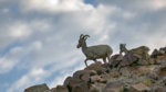 bighorn-sheep.jpg