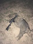 Nightboar3.JPG Nightboar3.JPG