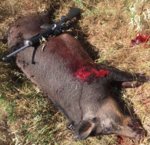 BloodySow4 (2).JPG BloodySow4 (2).JPG