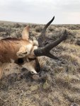 Pronghorn-1.jpg