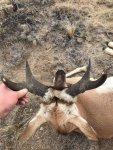 Pronghorn-2.jpg