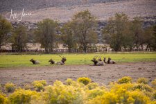 elk_herd_bulls_bedded_big_pine.jpg.jpg