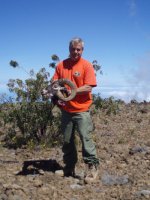 mouflon sheep 2_1.jpg