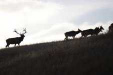 46290264882_da8bc6dbbc_z.jpg 46290264882_da8bc6dbbc_z.jpg