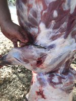 C1548BAB-6092-40A2-A4DE-18E7F2A22FB6.jpeg C1548BAB-6092-40A2-A4DE-18E7F2A22FB6.jpeg