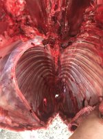 07216CFD-77DC-427C-B344-50100AC5B80C.jpeg 07216CFD-77DC-427C-B344-50100AC5B80C.jpeg