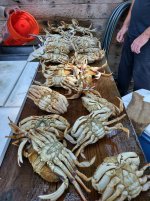 trin crab.jpeg