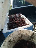 Craw1.jpeg Craw1.jpeg