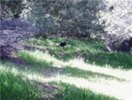 Tejon3.gif