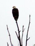 Eagle_at_boat_landing_tree__3_.JPG