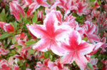 05_05_04_azalea.jpg