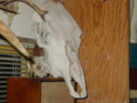 Horse_skull_002.jpg