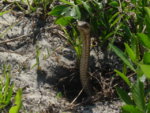 Oak_Snake2.JPG