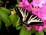 740_butterfly_001_copy.jpg