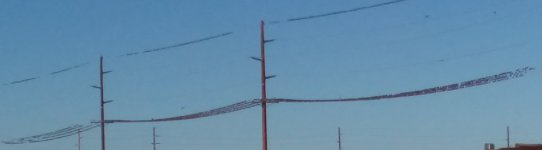 A couple of doves.jpg