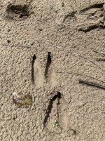 16DDC365-5DE9-4919-8982-DF7E7E44B9A1.jpeg 16DDC365-5DE9-4919-8982-DF7E7E44B9A1.jpeg