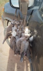 Big Ol' Strap Cropped.jpeg