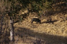 2333AAA9-D96D-4828-A4F4-3553D5BA6E4A.jpeg 2333AAA9-D96D-4828-A4F4-3553D5BA6E4A.jpeg