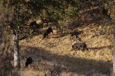 D9E913F9-F405-4927-9984-45A07B2DAA6F.jpeg D9E913F9-F405-4927-9984-45A07B2DAA6F.jpeg