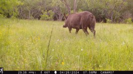 C9A8015F-CC98-4F44-A6F2-5C6EB96EDD05.jpeg C9A8015F-CC98-4F44-A6F2-5C6EB96EDD05.jpeg