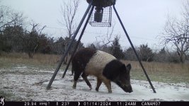 79259E88-ABAD-471D-A718-DCAA0B429173.jpeg 79259E88-ABAD-471D-A718-DCAA0B429173.jpeg