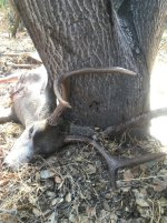 8AF467AE-B3D7-40F4-8D50-27B5C4135595.jpeg 8AF467AE-B3D7-40F4-8D50-27B5C4135595.jpeg