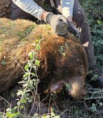 Bear Reduced.jpg Bear Reduced.jpg