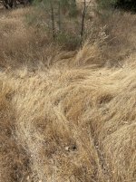 IMG_6851.jpeg