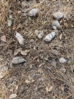 IMG_6850.jpeg