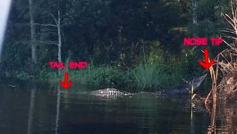 20160731_092356-1-picsay.jpg