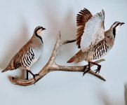 CHUKAR.jpg