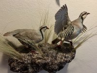 IMG_2350.jpeg